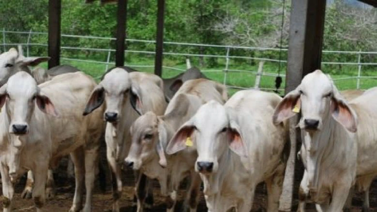 ก.เกษตรฯชี้โครงการ "โคบาลบูรพา"เพิ่มปริมาณโคเนื้อและแพะ  