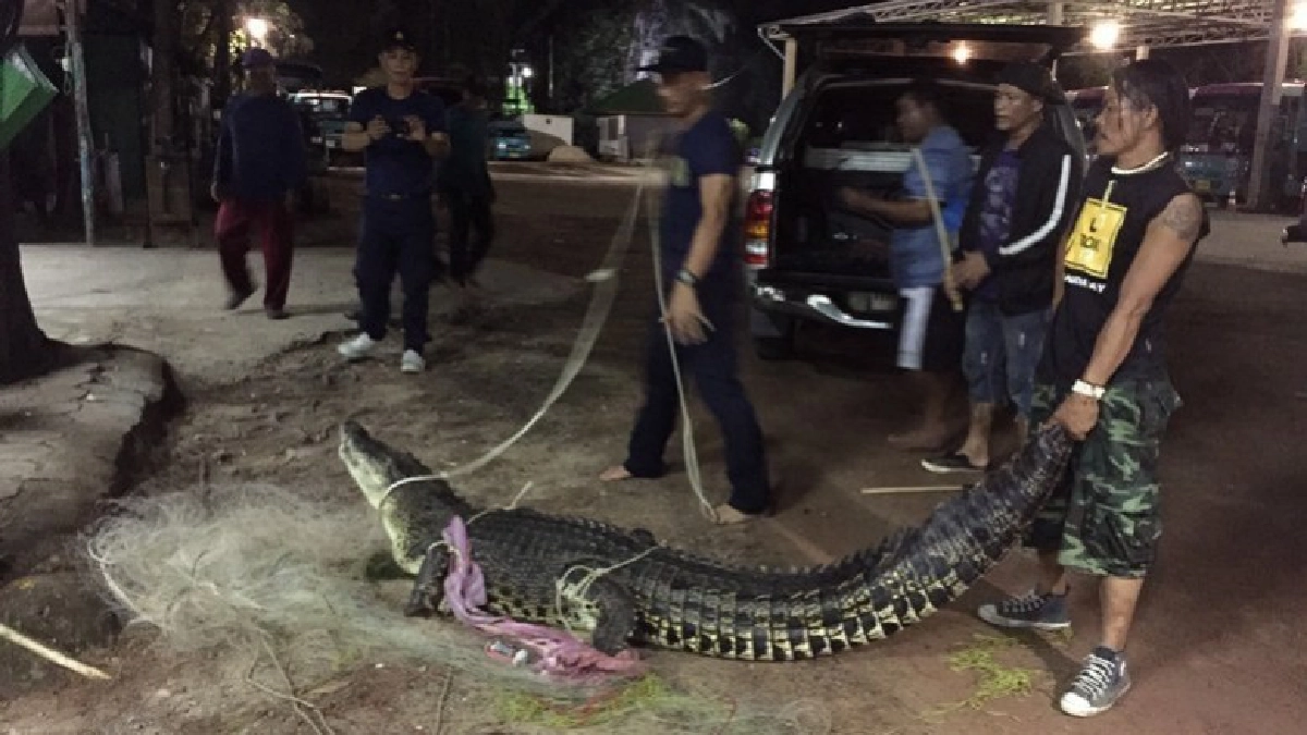 จับได้แล้ว“จระเข้”ในขุมน้ำสาธารณะใกล้หาดเลพังภูเก็ต จับได้แล้ว“จระเข้”ในขุมน้ำสาธารณะใกล้หาดเลพังภูเก็ต