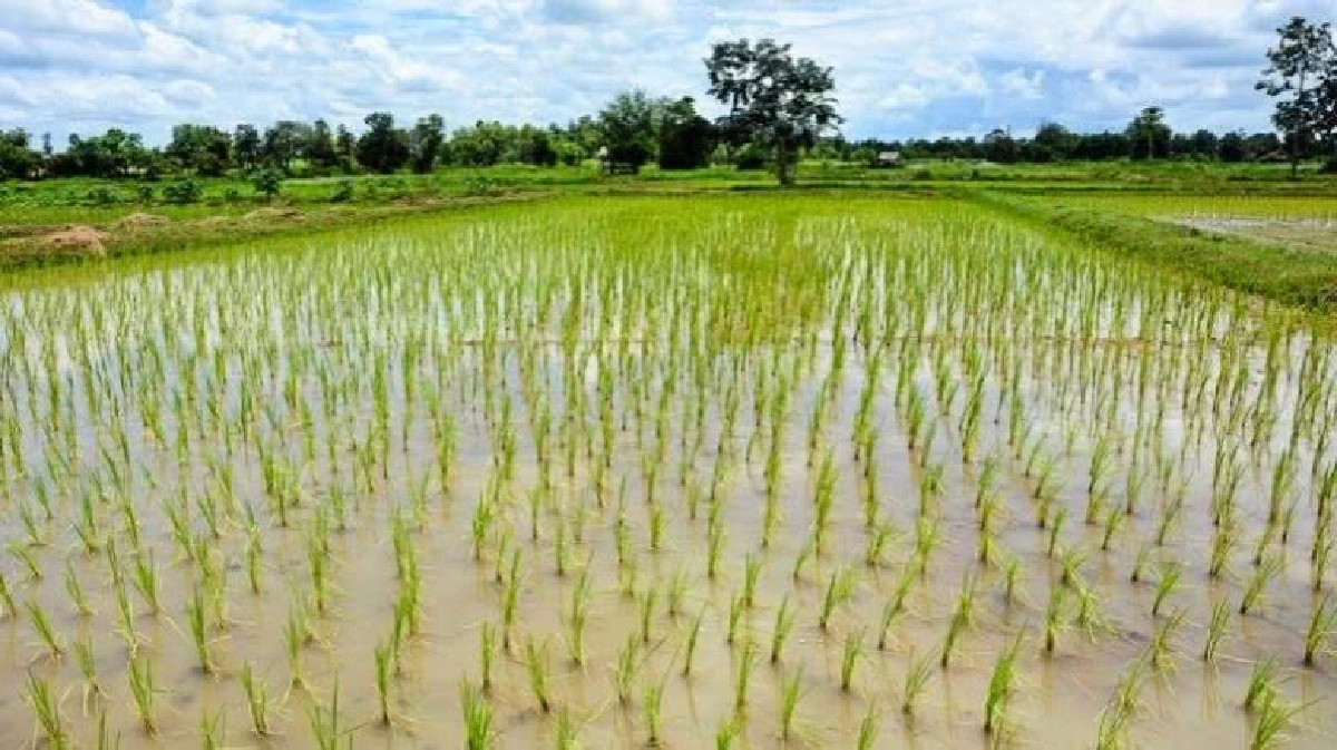 สศก.ชูนโยบายแปลงใหญ่ประชารัฐ ดันความมั่นคงอาหาร