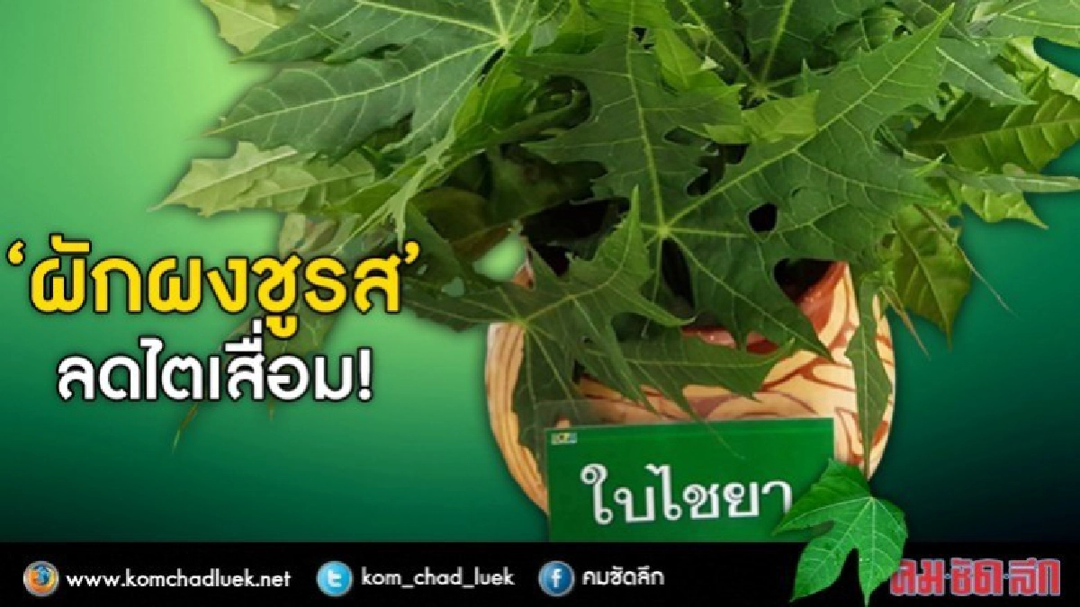 "ใบไชยา"เติมอาหารแทนผงชูรส