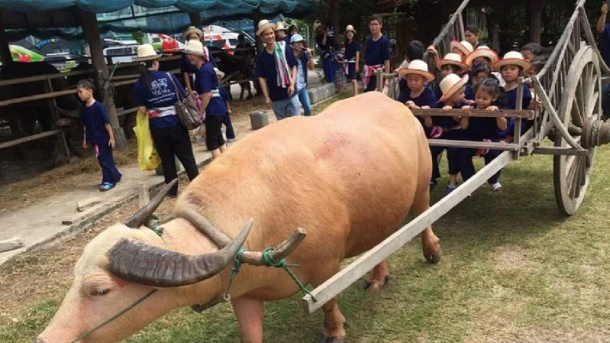 เรียนรู้วิถีไทย ที่บ้านครูธานี ปทุมธานี” เรียนรู้วิถีไทย ที่บ้านครูธานี ปทุมธานี”