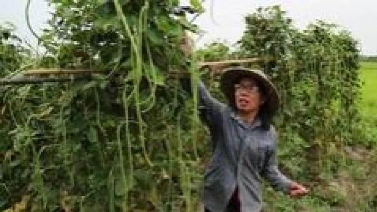 ปลูกผักปลอดสารที่บ้าน“แม่อาว” แหล่งผลิตอาหารปลอดภัย ปลูกผักปลอดสารที่บ้าน“แม่อาว” แหล่งผลิตอาหารปลอดภัย