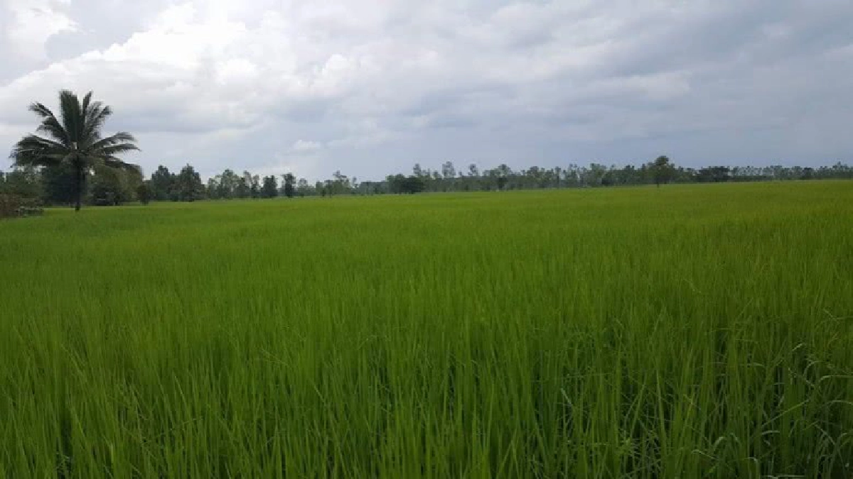 ครอปไลฟ์ เอเชีย หนุนกลุ่มผลิตเมล็ดพันธุ์ข้าวหอมมะลิบ้านดงลิง