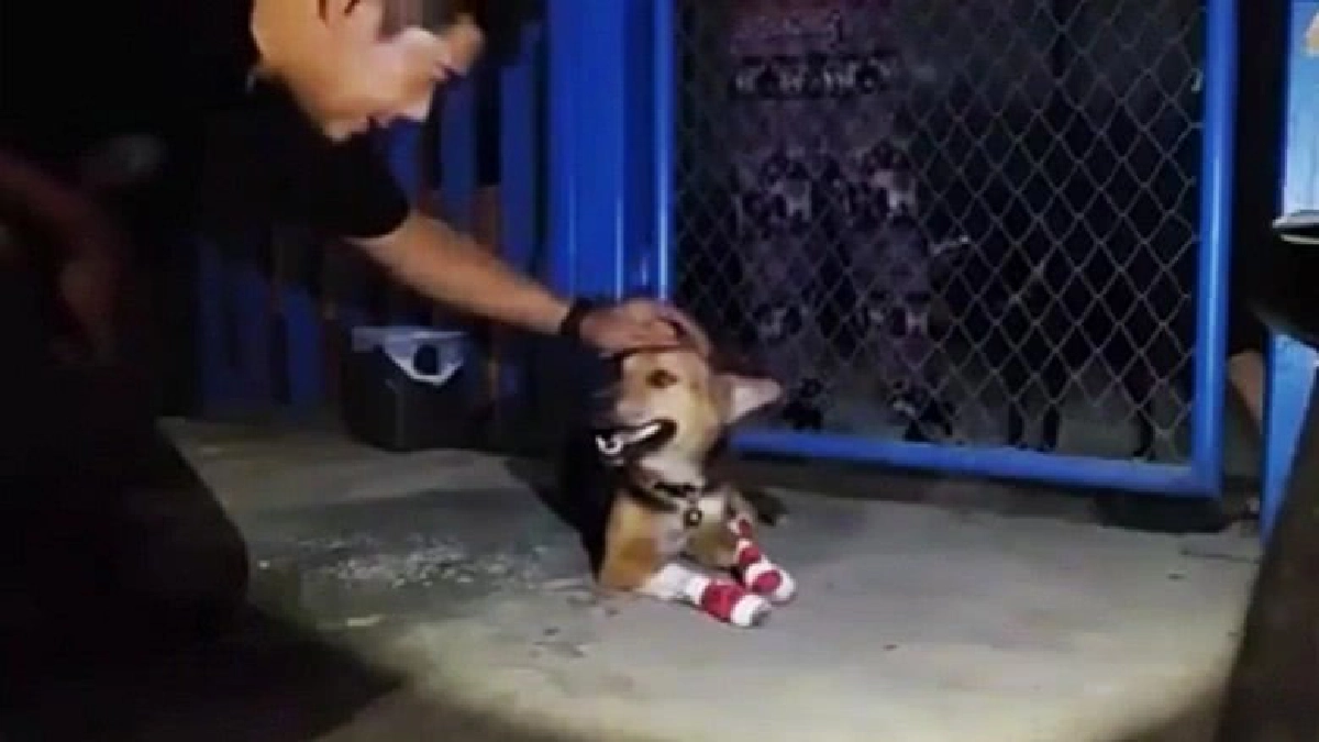 ญาติเผย‘ลุงลากหมา’มีอาการป่วย ญาติเผย‘ลุงลากหมา’มีอาการป่วย