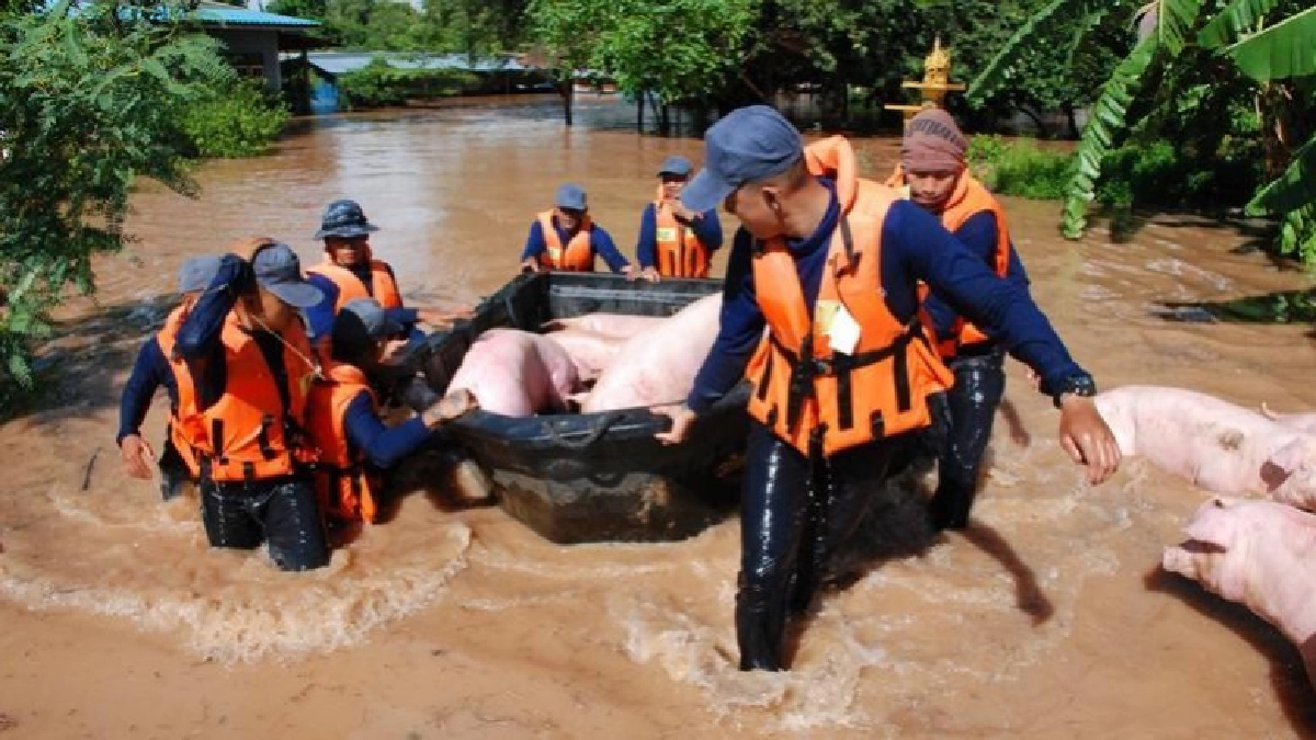 เจ้าของร่ำไห้น้ำทะลักฟาร์มหมูจมน้ำ 200 ตัว เจ้าของร่ำไห้น้ำทะลักฟาร์มหมูจมน้ำ 200 ตัว