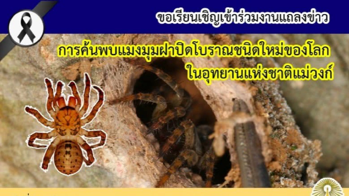 ไทยค้นพบ "แมงมุมฝาปิดโบราณ"ชนิดใหม่ของโลกที่แม่วงก์!!! ไทยค้นพบ "แมงมุมฝาปิดโบราณ"ชนิดใหม่ของโลกที่แม่วงก์!!!