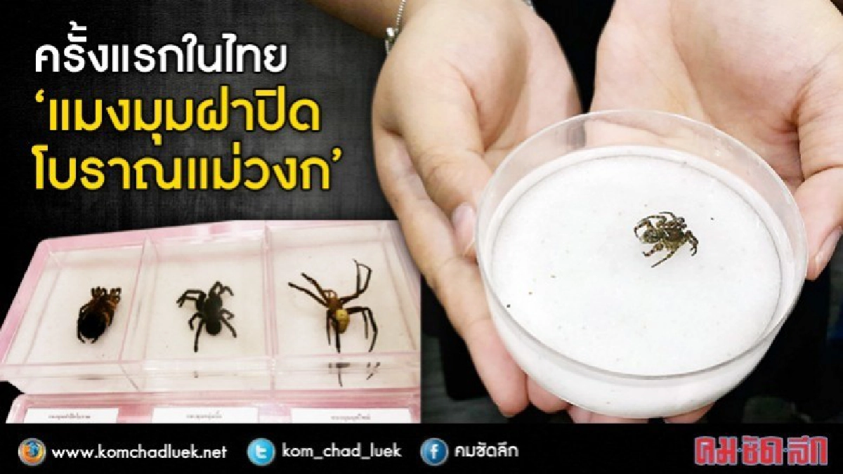 (คลิป)พบแมงมุมฝาปิดโบราณแม่วงก์ ชนิดที่97 ของโลก