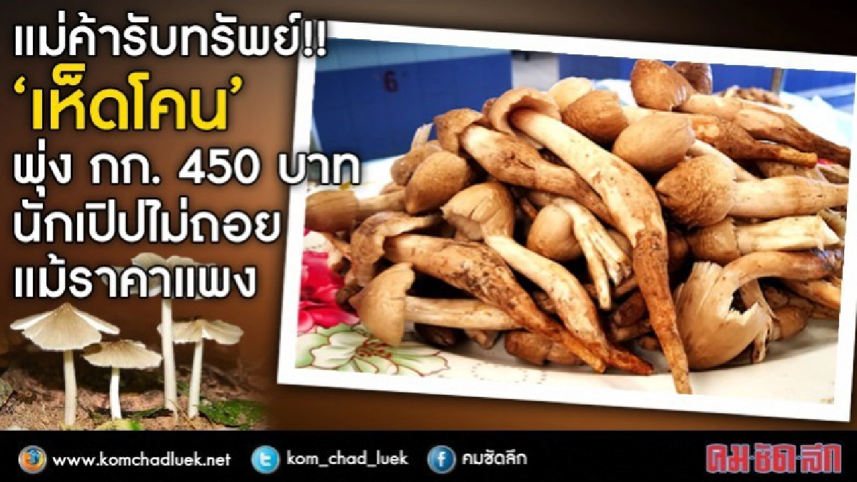 แม่ค้ารับทรัพย์!! “เห็ดโคน”ราคาพุ่งกก.450บ. แม่ค้ารับทรัพย์!! “เห็ดโคน”ราคาพุ่งกก.450บ.