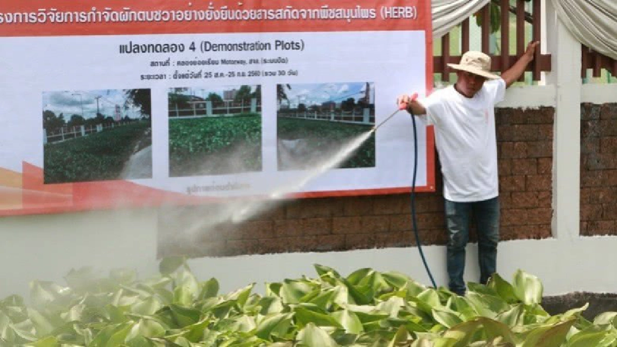 ฤดูน้ำหลากใกล้มา! กับปัญหากอง “ผักตบชวา”