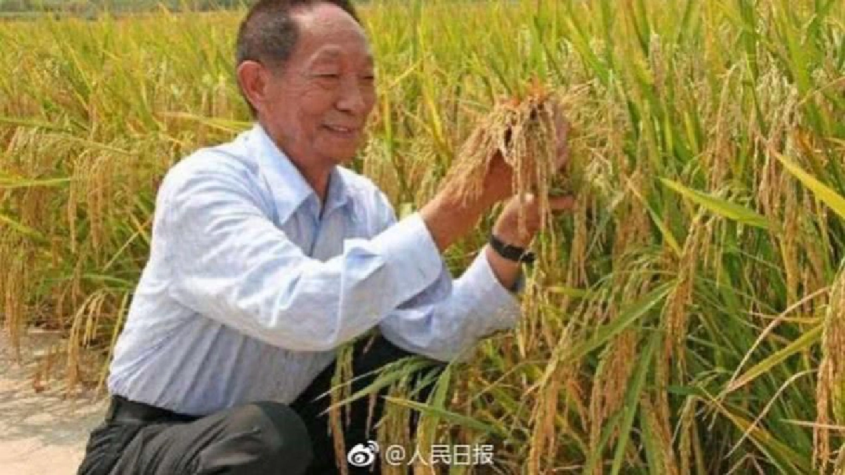 ข้าวทนดินเค็ม ‘Sea rice’ ให้ผลผลิตเกินคาด !! ข้าวทนดินเค็ม ‘Sea rice’ ให้ผลผลิตเกินคาด !!