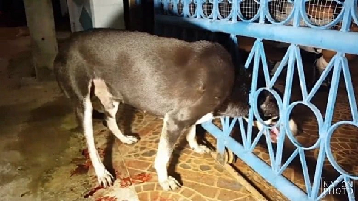 (คลิป) ลุ้นระทึก!ช่วยตูบหัวติดรั้ว