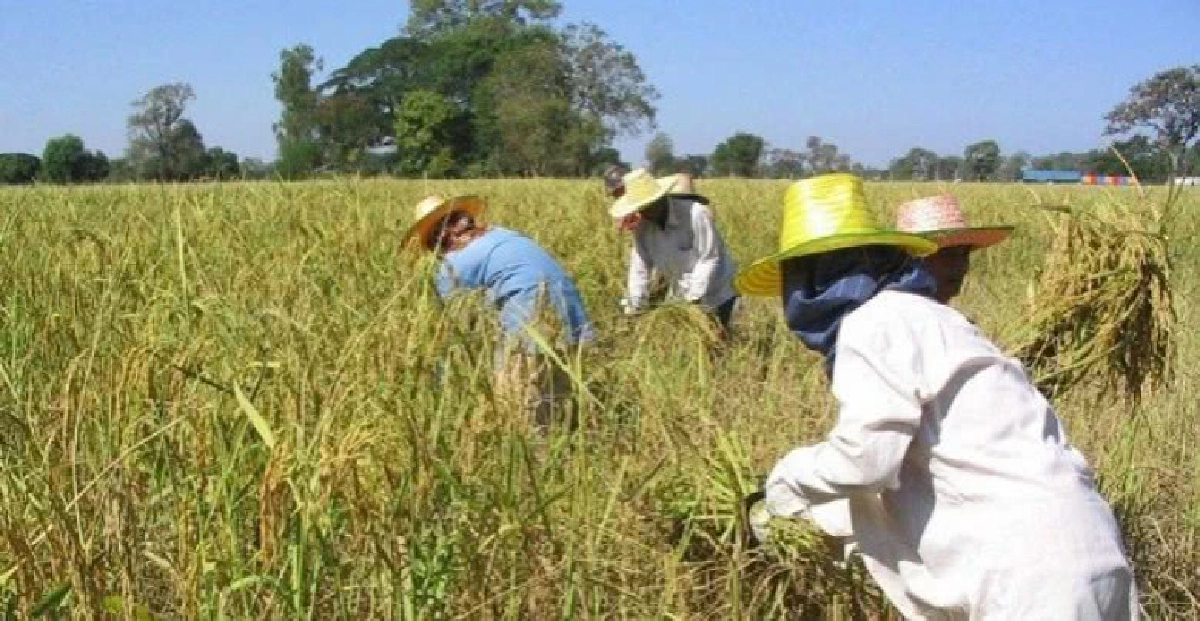 กฤษฎีกาห้ามกฟก.ซื้อหนี้บุคคลค้ำ71%