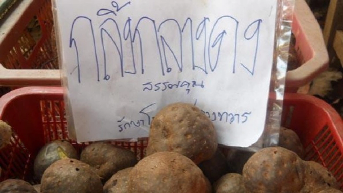 "ว่านกลิ้งกลางดง"ใบรักษาแผลสด "ว่านกลิ้งกลางดง"ใบรักษาแผลสด