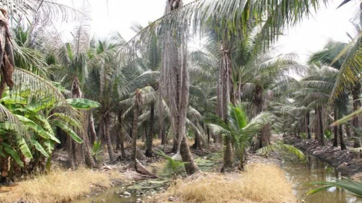 เกษตรฯชี้ป้องกันกำจัดหนอนหัวดำมะพร้าวด้วยวิธีผสมผสานดีที่สุด