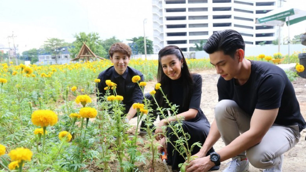 “ใบเตย-เอี๊ยง-บิว” ร่วมปลูกดอกดาวเรือง “ใบเตย-เอี๊ยง-บิว” ร่วมปลูกดอกดาวเรือง