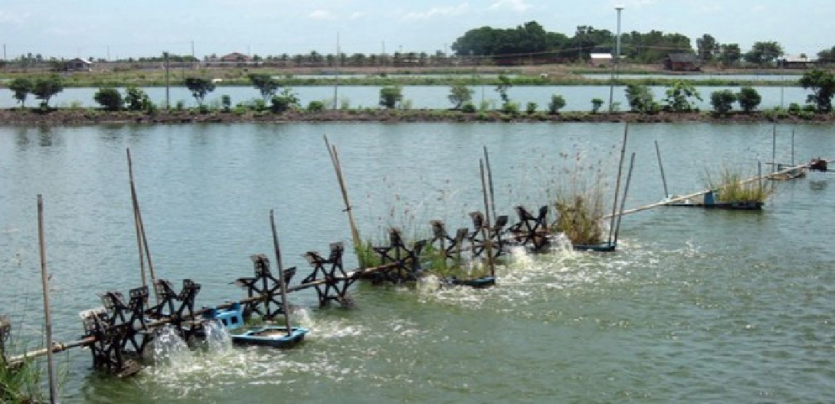 สั่งเลิกเลี้ยงกุ้งเค็มพื้นที่น้ำจืด หวั่นเสียหาย1.6 หมื่นล.