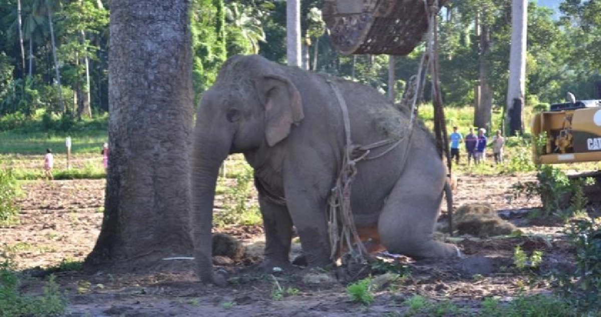 หาวิธีเคลื่อนย้ายช้างป่าไปรักษาที่ลำปาง(มีคลิป)