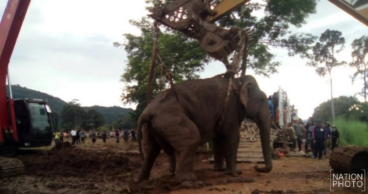เคลื่อนย้ายช้างป่าถึงรถบรรทุกแล้ว เคลื่อนย้ายช้างป่าถึงรถบรรทุกแล้ว