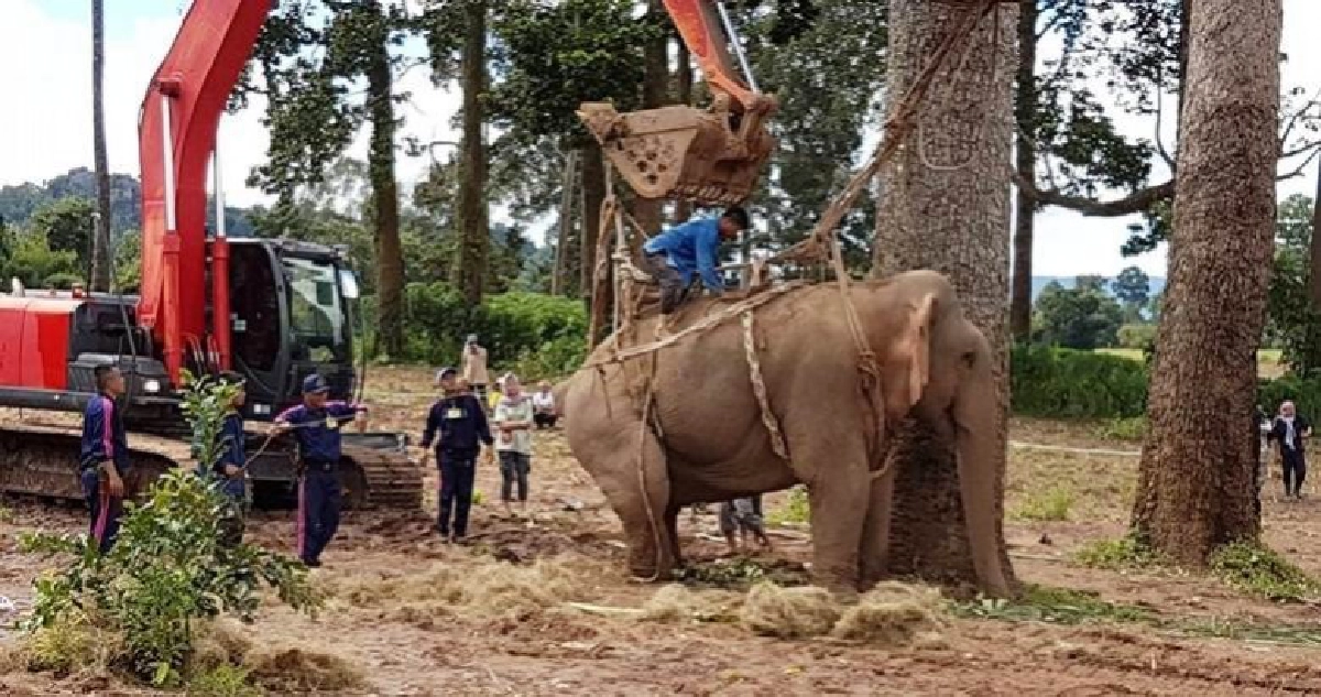 เริ่มเคลื่อนย้าย“ช้างป่า”โอกาสรอด50% เริ่มเคลื่อนย้าย“ช้างป่า”โอกาสรอด50%