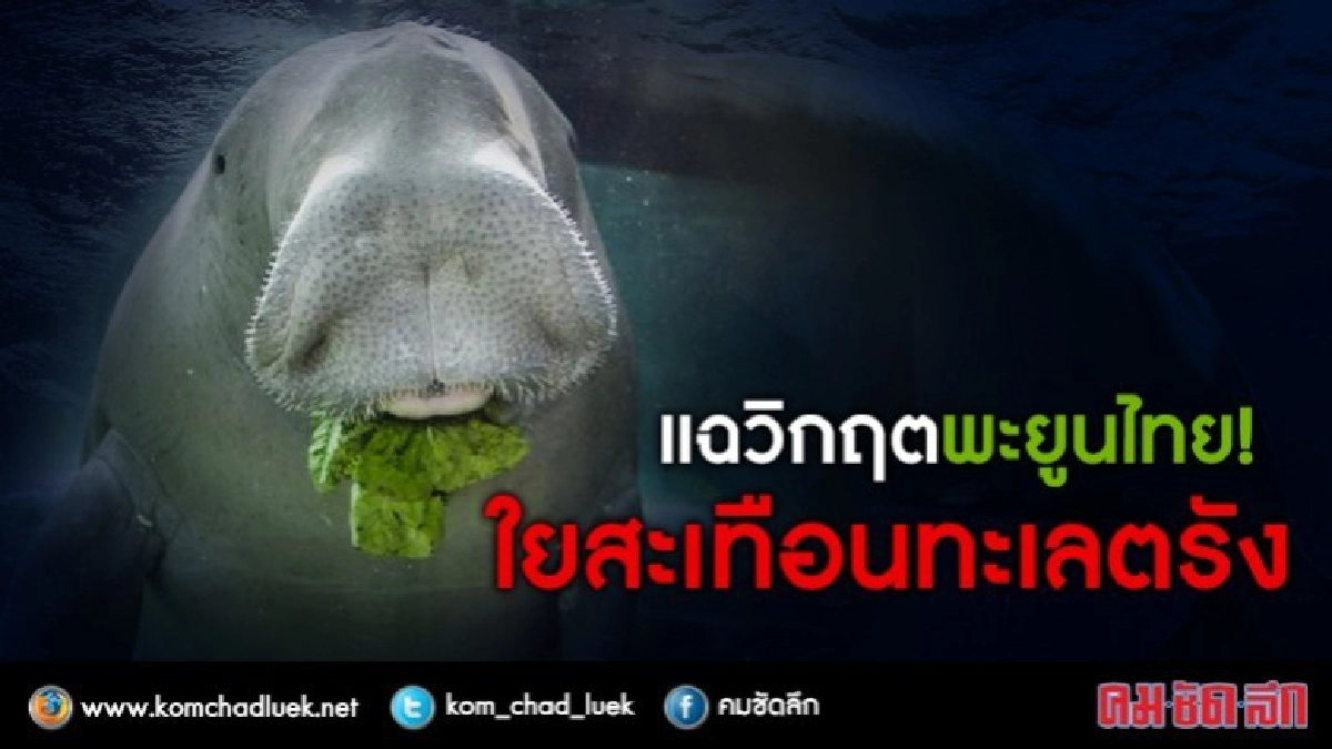 แฉวิกฤตพะยูนไทย ใยสะเทือนทะเลตรัง