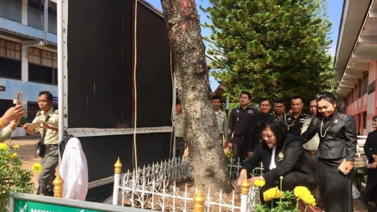 กรมป่าไม้ สนองพระราชปณิธานดูแลต้นสนฉัตร ทรงปลูก