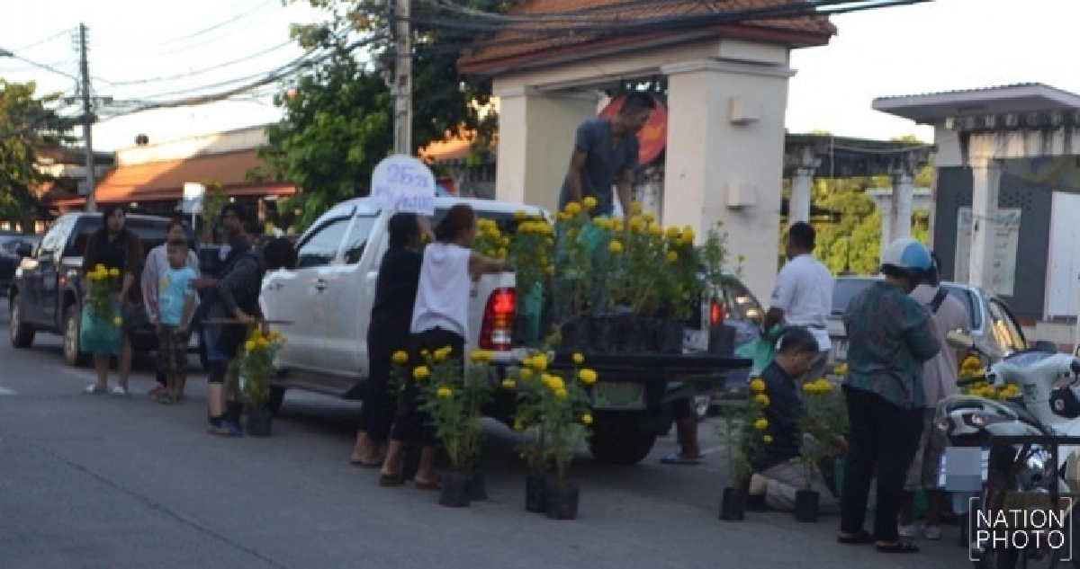 ตลาดพิษณุโลกคึกคัก! ต้นดาวเรืองขายดี ราคาสมเหตุผล ตลาดพิษณุโลกคึกคัก! ต้นดาวเรืองขายดี ราคาสมเหตุผล