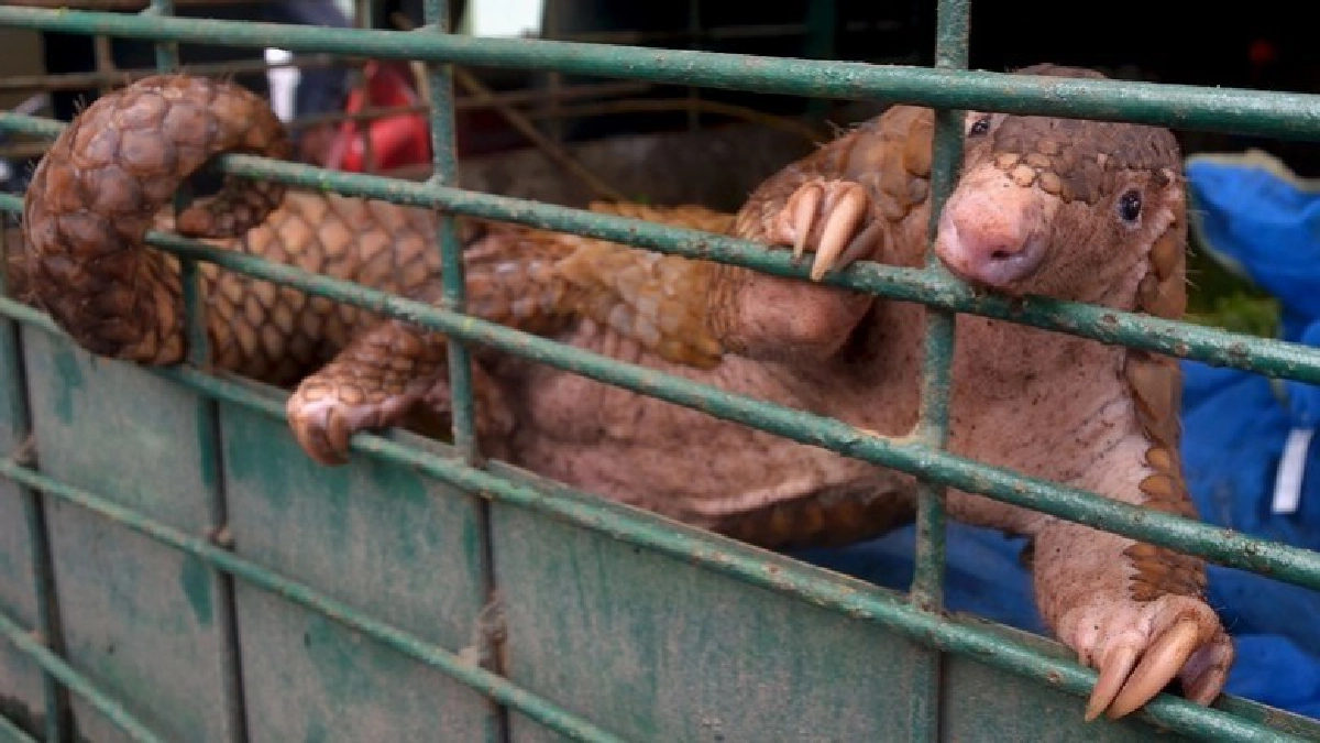 สะเทือนใจ!! ยึดตัวลิ่น 101 ตัวบนเรือประมง