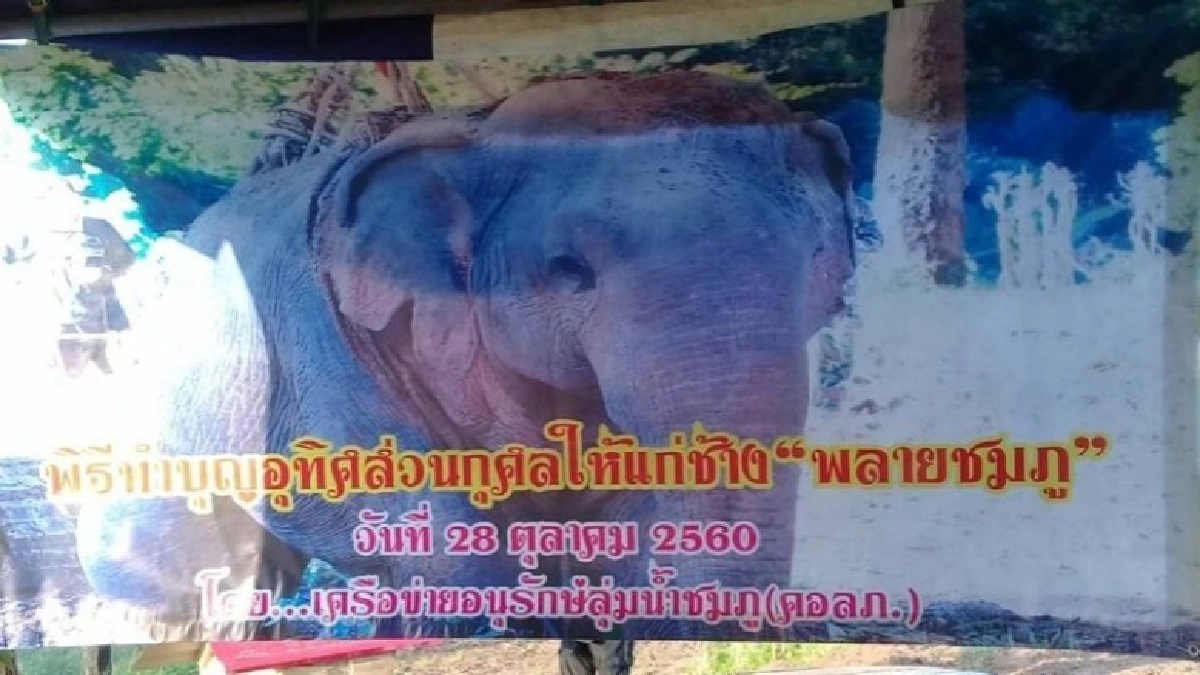 ครบ7วัน ชาวพิษณุโลกทำบุญให้ พลายชมภู ครบ7วัน ชาวพิษณุโลกทำบุญให้ พลายชมภู