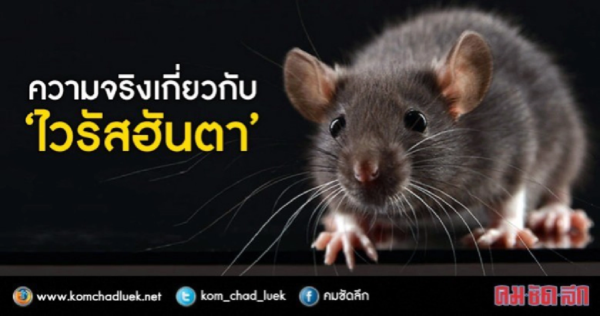 กรมควบคุมโรคเผยความจริง "ไวรัสฮันตา" กรมควบคุมโรคเผยความจริง "ไวรัสฮันตา"