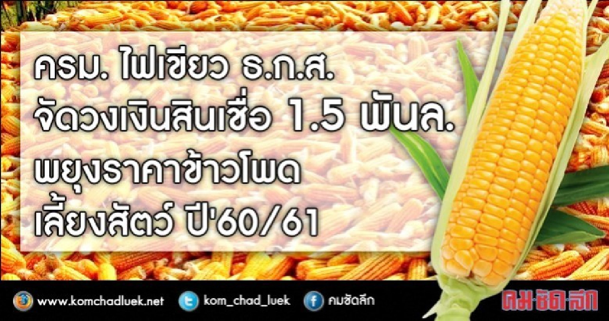 ครม.ไฟเขียว ธ.ก.ส.จัดวงเงินสินเชื่อยุงราคาข้าวโพดเลี้ยงสัตว์ ครม.ไฟเขียว ธ.ก.ส.จัดวงเงินสินเชื่อยุงราคาข้าวโพดเลี้ยงสัตว์