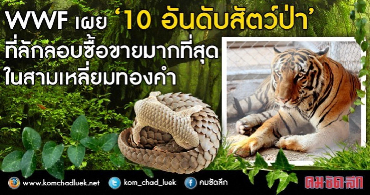 WWF เผย "10 อันดับสัตว์ป่า ที่ลักลอบซื้อขายมากที่สุด