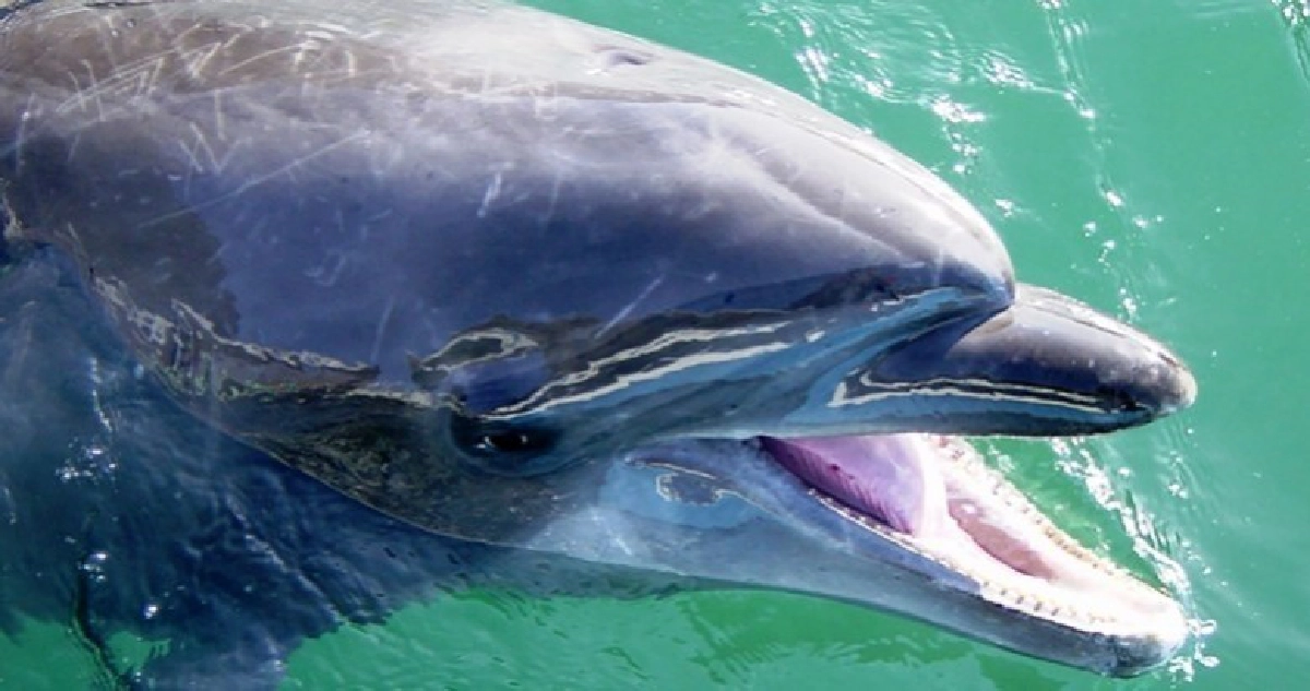 อาลัย ‘โลมา’ อายุยืนสุดในโลกสิ้นใจ !! อาลัย ‘โลมา’ อายุยืนสุดในโลกสิ้นใจ !!