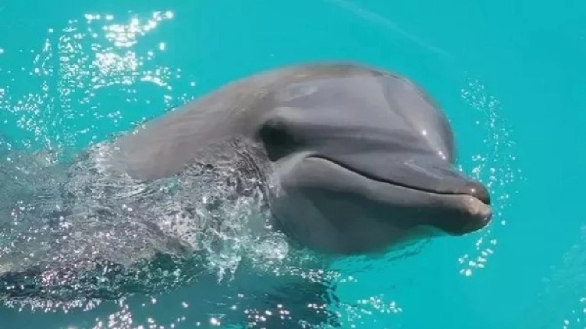 "นานะ“โลมาอายุยืนสุดในโลกตายแล้ว 