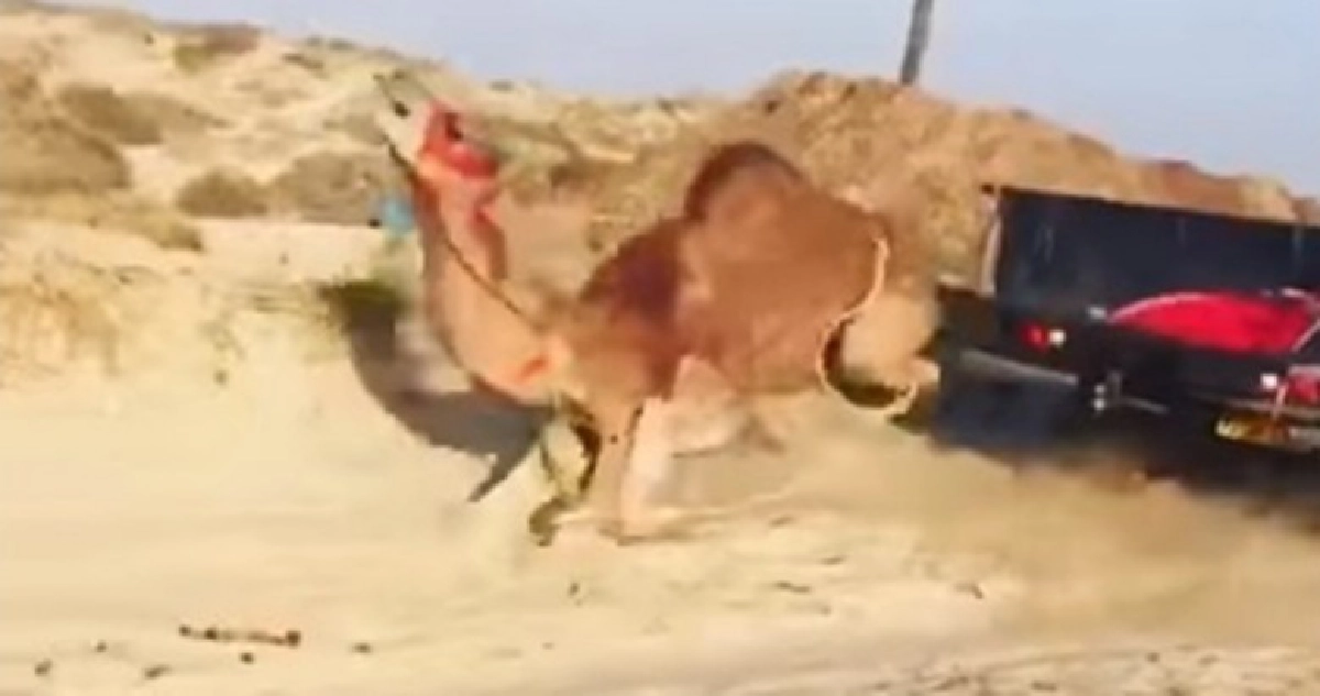 (คลิป) เดือด !! เหวี่ยงอูฐถูกมัดขาตกรถ