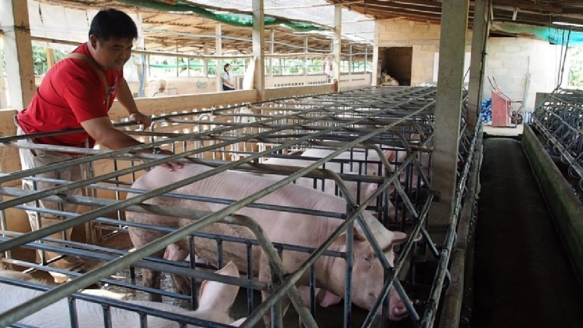ผู้เลี้ยงหมูร้องอนุญาตให้ขายหมูวัน2ตัวเดือดร้อนหนัก ผู้เลี้ยงหมูร้องอนุญาตให้ขายหมูวัน2ตัวเดือดร้อนหนัก