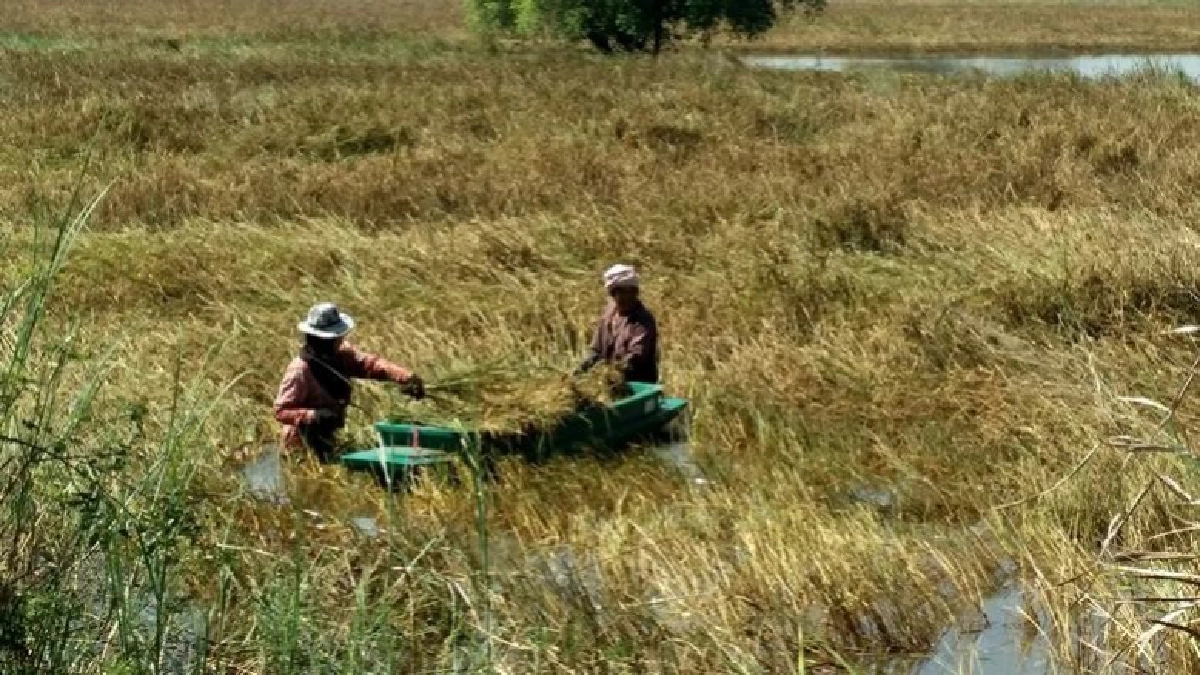 น้ำเริ่มลดชาวนาบางระกำนำเรือเกี่ยวข้าวไว้ทำพันธุ์