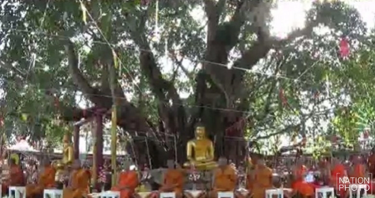 ปราจีนบุรีจัดพิธีสมโภชต้นโพธิ์ศรีมหาโพธิ 2,500 ปี ปราจีนบุรีจัดพิธีสมโภชต้นโพธิ์ศรีมหาโพธิ 2,500 ปี