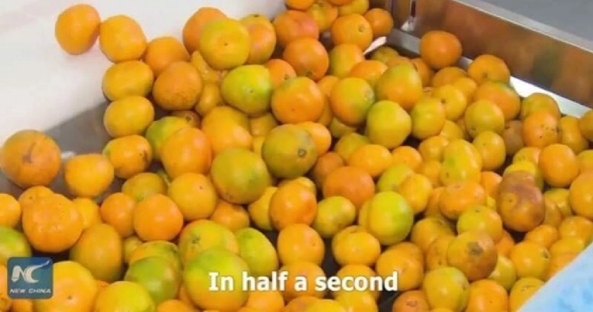 เทคโนโลยีบอกได้ ‘ส้ม’ ลูกนี้หวานแค่ไหน เทคโนโลยีบอกได้ ‘ส้ม’ ลูกนี้หวานแค่ไหน