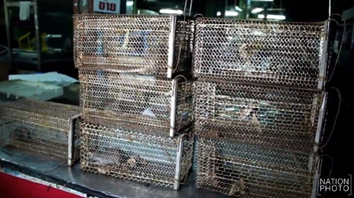 ขนลุก !! ดักจับกองทัพหนูในตลาดสด ขนลุก !! ดักจับกองทัพหนูในตลาดสด