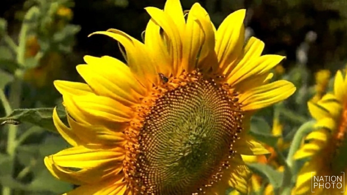 คึกคัก !! แห่ถ่ายรูปทานตะวันบานสะพรั่ง คึกคัก !! แห่ถ่ายรูปทานตะวันบานสะพรั่ง