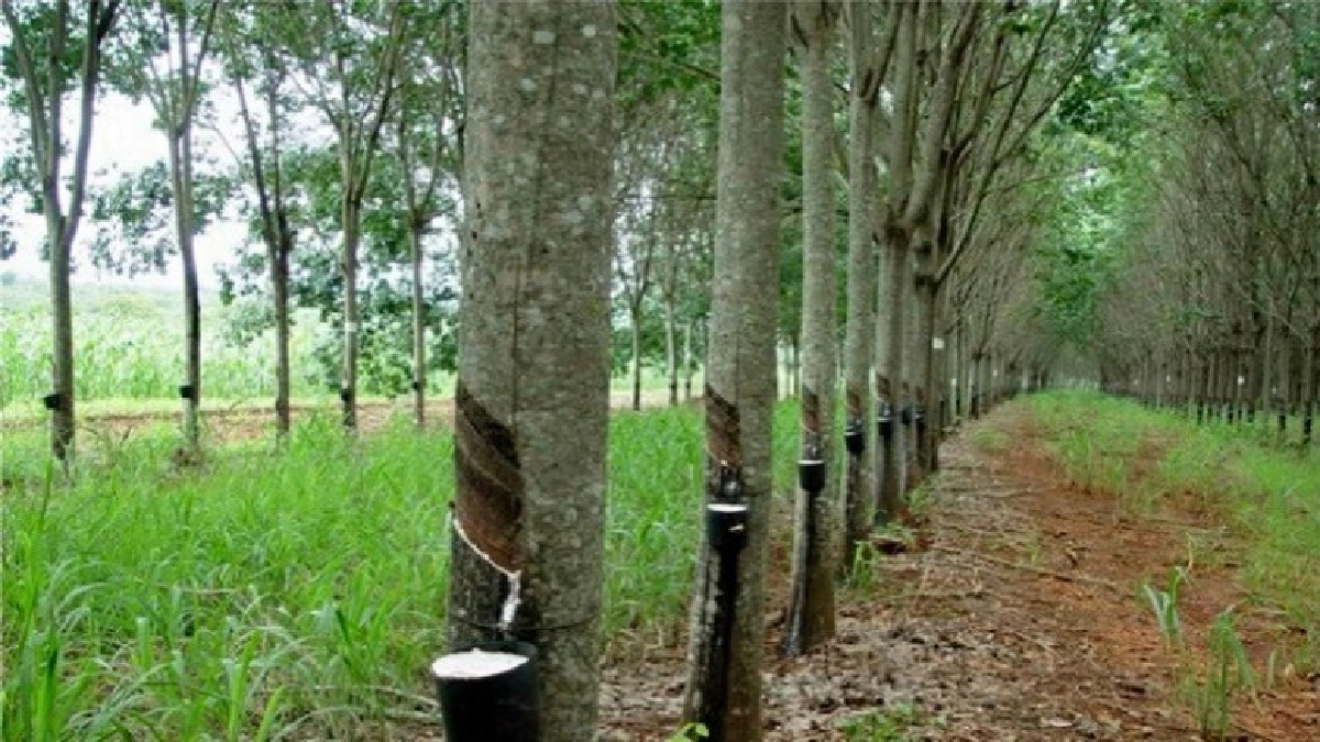"ประยุทธ์" ขอชาวสวนยางฟังเหตุผลอะไรทำได้-ไม่ได้