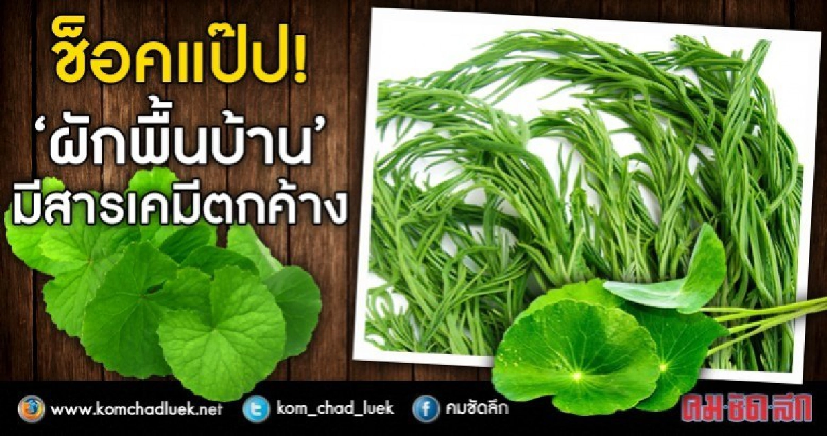 "ไทยแพน"เปิดผลสุ่มตรวจสารพิษในผัก-ผลไม้ "ไทยแพน"เปิดผลสุ่มตรวจสารพิษในผัก-ผลไม้