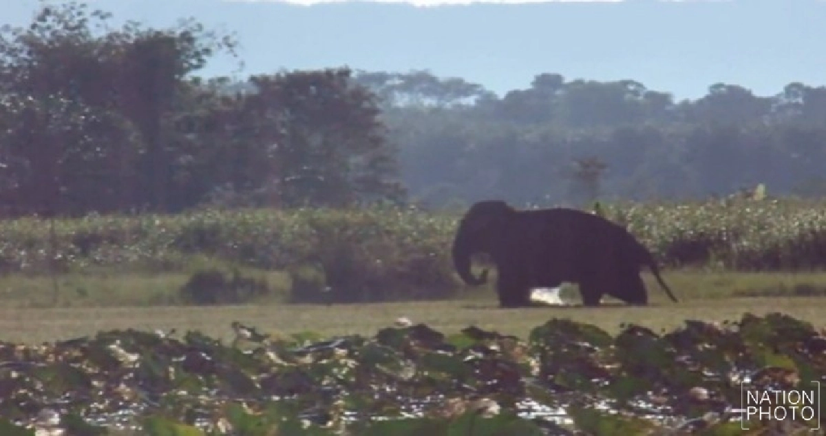 บึงกาฬผวาช้างป่าแตกฝูงเล่นน้ำบึงโขงหลง บึงกาฬผวาช้างป่าแตกฝูงเล่นน้ำบึงโขงหลง