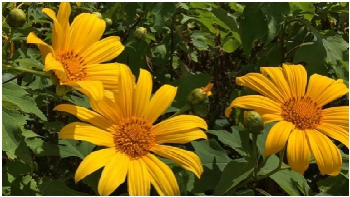 ยุชาวสามหมอก ฟ้อง"นักวิชาการเอเลี่ยน"