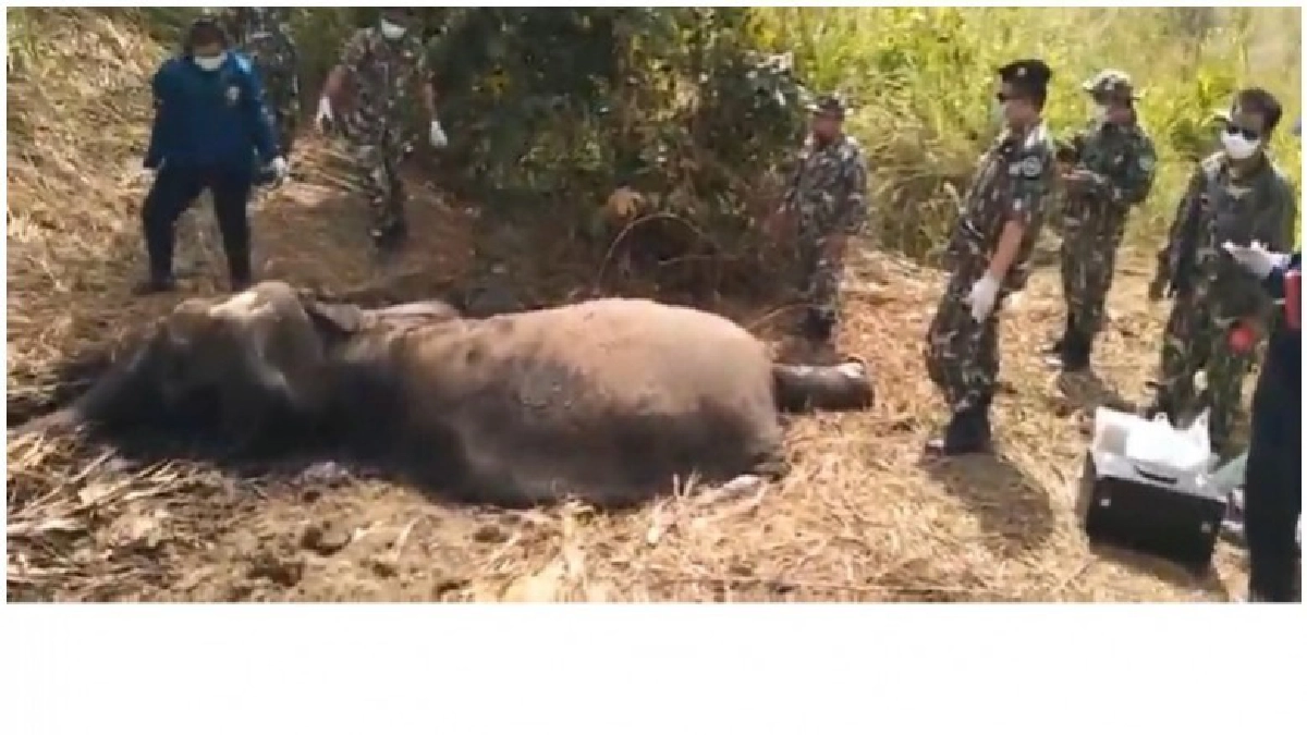 พบช้างป่าเพศเมีย อายุกว่า 20 ปี ตายในป่าภูหลวง (คลิป) พบช้างป่าเพศเมีย อายุกว่า 20 ปี ตายในป่าภูหลวง (คลิป)