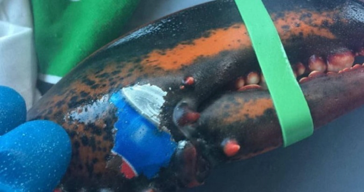 โลโกเป๊ปซี่บนล็อบสเตอร์ตอกย้ำขยะเกลื่อนทะเล