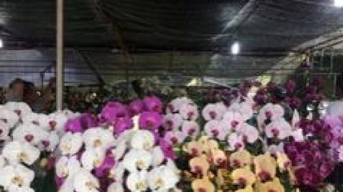 "กล้วยไม้กับความรักไร้พรมแดน ตอน18 