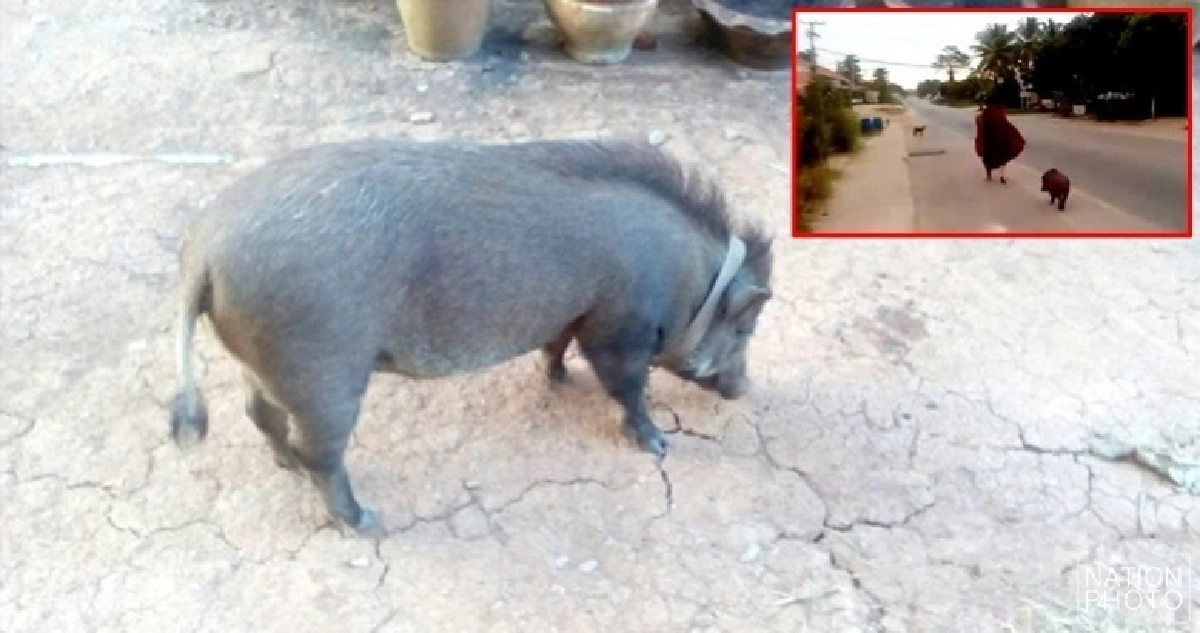 หมูป่าเดินตามพระบิณฑบาตทุกเช้า หมูป่าเดินตามพระบิณฑบาตทุกเช้า