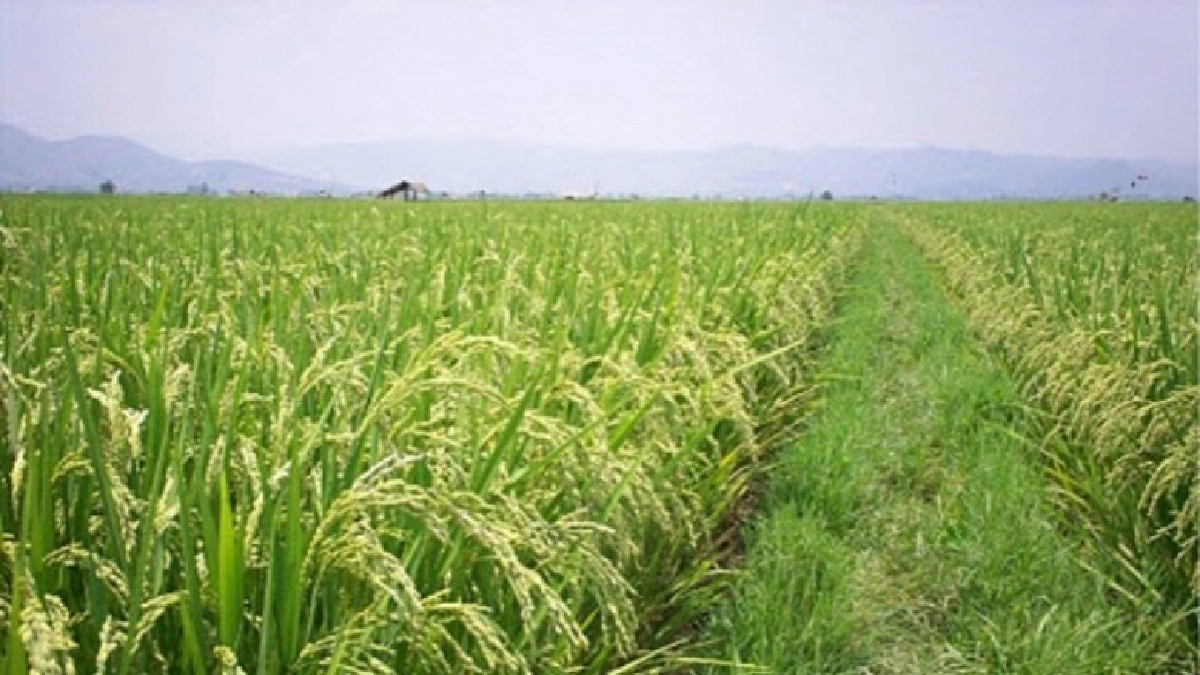 แปลงใหญ่ยกระดับมาตรฐาน สร้างความเข้มแข็งเกษตรกรสู่เกษตร4.0