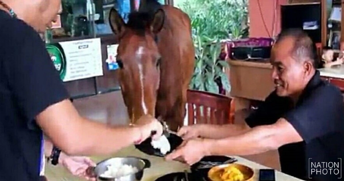 ฮือฮา! ม้ากินแกงส้มไข่เจียว ฮือฮา! ม้ากินแกงส้มไข่เจียว